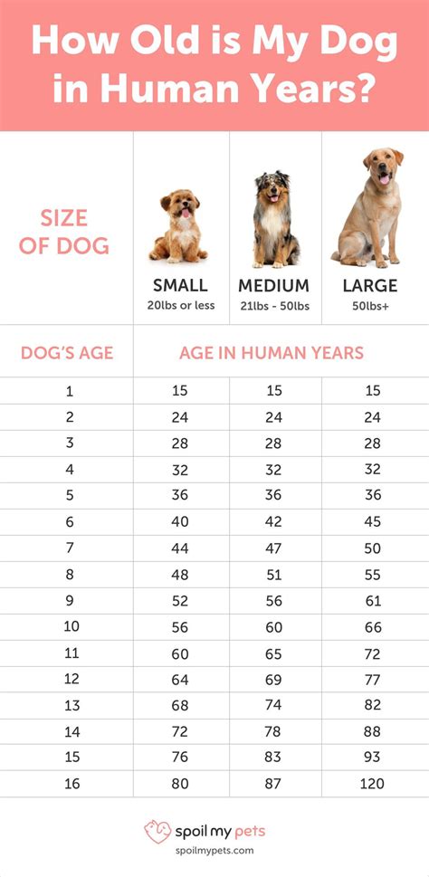  We usually breed our dogs when they are around 18 months old, and we will breed a maximum of 3 times